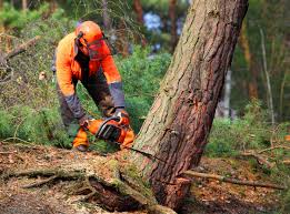 How Our Tree Care Process Works  in  Riverdale, GA